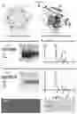 Fig. 07 - Norovirus S particle based vaccines and methods of making and using same