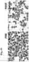 Fig. 29 - Compositions and methods for enhancing innate immunity in a subject for treatment of infections and cancer and other acute and chronic conditions of the eye