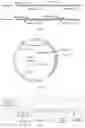 Fig. 02 - PD-L1 antibody pharmaceutical composition and use thereof
