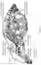 Fig. 13 - Cartilage-homing peptide conjugates and methods of use thereof