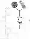 Fig. 03 - Peptidic self-assembly for nucleic acid delivery