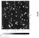 Fig. 09 - Peptidic self-assembly for nucleic acid delivery
