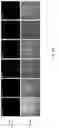 Fig. 15 - Peptidic self-assembly for nucleic acid delivery