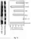 Fig. 24 - Peptidic self-assembly for nucleic acid delivery