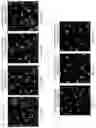 Fig. 29 - Peptidic self-assembly for nucleic acid delivery