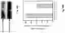 Fig. 31 - Peptidic self-assembly for nucleic acid delivery