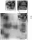 Fig. 40 - Peptidic self-assembly for nucleic acid delivery