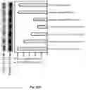 Fig. 41 - Peptidic self-assembly for nucleic acid delivery