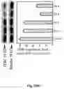 Fig. 42 - Peptidic self-assembly for nucleic acid delivery