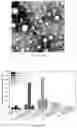 Fig. 66 - Peptidic self-assembly for nucleic acid delivery