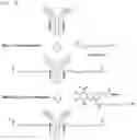 Fig. 07 - Compounds comprising self-immolative group