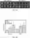 Fig. 27 - PHOSPHATE FUNCTIONALIZED GRAPHENE OXIDE BASED BONE SCAFFOLDS