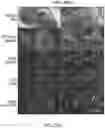 Fig. 28 - PHOSPHATE FUNCTIONALIZED GRAPHENE OXIDE BASED BONE SCAFFOLDS