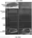 Fig. 29 - PHOSPHATE FUNCTIONALIZED GRAPHENE OXIDE BASED BONE SCAFFOLDS