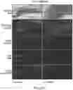 Fig. 30 - PHOSPHATE FUNCTIONALIZED GRAPHENE OXIDE BASED BONE SCAFFOLDS