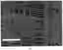 Fig. 03 - Silk-fibroin hydrogels, methods of forming, and uses thereof