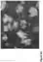 Fig. 06 - Nanofiber-hydrogel composites for enhanced soft tissue replacement and regeneration