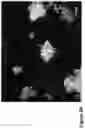 Fig. 07 - Nanofiber-hydrogel composites for enhanced soft tissue replacement and regeneration