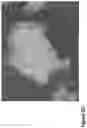 Fig. 08 - Nanofiber-hydrogel composites for enhanced soft tissue replacement and regeneration