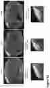 Fig. 23 - Nanofiber-hydrogel composites for enhanced soft tissue replacement and regeneration