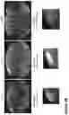Fig. 24 - Nanofiber-hydrogel composites for enhanced soft tissue replacement and regeneration