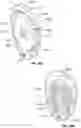 Fig. 16 - System of medical indicators having multisensory, multipurpose and multifunctional features