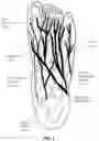 Fig. 02 - Peripheral neuromodulation to treat bladder and bowel dysfunction