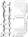 Fig. 24 - Peripheral neuromodulation to treat bladder and bowel dysfunction