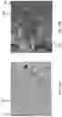Fig. 22 - Thin metal/ceramic hybrid membrane sheet and filter