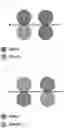Fig. 02 - Semipermeable membrane support