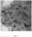 Fig. 02 - PdIn alloy catalyst, method for manufacturing PdIn alloy catalyst and application thereof