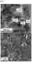 Fig. 06 - Photocatalyst having high visible-light activity