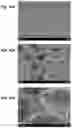 Fig. 28 - Low elasticity films for microfluidic use