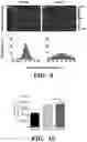 Fig. 14 - Recirculating unidirectional perfusion flow devices and methods of use thereof