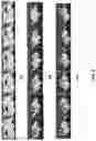 Fig. 10 - Multidirectional locomotive module with omnidirectional bending
