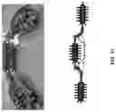 Fig. 12 - Multidirectional locomotive module with omnidirectional bending