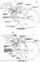 Fig. 08 - Rear suspension system for bicycles