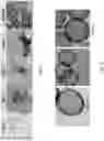 Fig. 06 - Biodegradable hollow nanoparticles and methods and apparatus for manufacturing the same