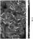 Fig. 04 - Transition metal cyanide coordination compounds having multiple reactions