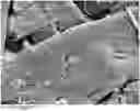 Fig. 01 - ADSORBENT FOR ANAEROBIC DIGESTION PROCESSES