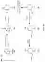 Fig. 06 - Pinene-derived diisocyanates