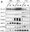 Fig. 01 - Grp94 selective inhibitors and uses thereof