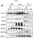 Fig. 03 - Grp94 selective inhibitors and uses thereof