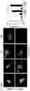 Fig. 05 - Bisaminoquinoline compounds, pharmaceutical compositions prepared therefrom and their use