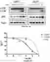 Fig. 09 - Bisaminoquinoline compounds, pharmaceutical compositions prepared therefrom and their use
