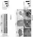 Fig. 12 - Bisaminoquinoline compounds, pharmaceutical compositions prepared therefrom and their use