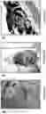 Fig. 14 - Bisaminoquinoline compounds, pharmaceutical compositions prepared therefrom and their use