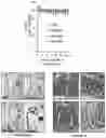 Fig. 15 - Bisaminoquinoline compounds, pharmaceutical compositions prepared therefrom and their use