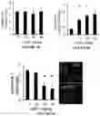 Fig. 16 - Bisaminoquinoline compounds, pharmaceutical compositions prepared therefrom and their use