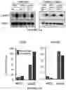 Fig. 18 - Bisaminoquinoline compounds, pharmaceutical compositions prepared therefrom and their use